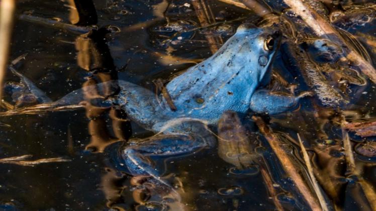 Um den Weibchen zu imponieren, färben sich die männlichen Moorfrösche während der Paarungszeit blau.