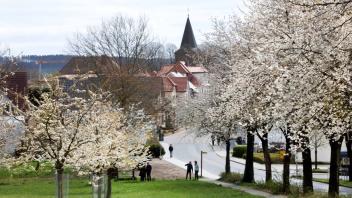 Rund 2000 Kirschbäume mit 300 Sorten verteilen sich auf Hagen - nun zieht die Kirschblüte wieder die Blicke auf sich.