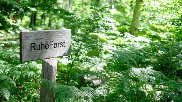 Trotz der Erhöhung der Kosten liegt der Waldfriedhof in Kritzow weiterhin am unteren Ende der Gebührenliste für Bestattungen in einem Ruheforst wie hier in der Rostocker Heide.