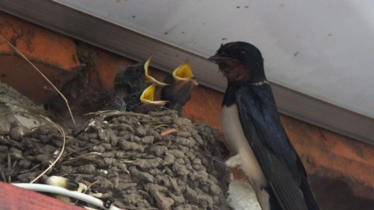 Sollen sich im Landkreis Lüneburg wohlfühlen:  Rauchschwalben haben sich ein Nest gebaut.
