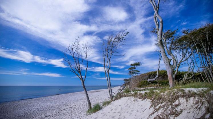 Windschiefe Bäume stehen direkt an der Küste und prägen das Bild am Weststrand auf der Ostsee-Halbinsel Fischland-Darß-Zingst. Der Weststrand liegt innerhalb des Nationalparks Vorpommersche Boddenlandschaft.