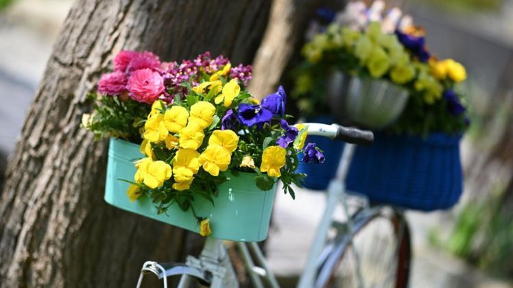 Ein mit Blumen geschmücktes Fahrrad lehnt an einem Baum. In Krakow am See soll eine Aktion dafür sorgen, dass der Ort auf diese Weise freundlicher daher kommt.
