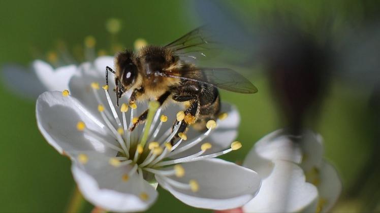 2018 haben die Vereinten Nationen den 20. Mai als Weltbienentag ausgerufen, um auf das Bienensterben aufmerksam zu machen.