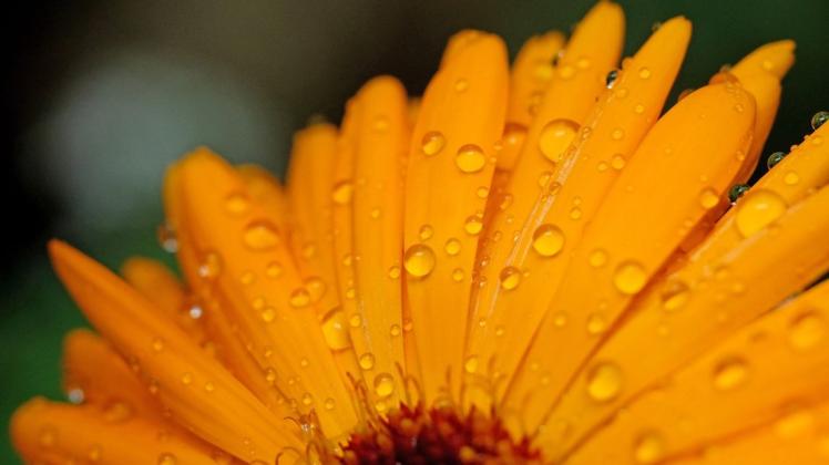Ein bisschen Regen könnte der Blütenpracht auch helfen. (Symbolfoto)