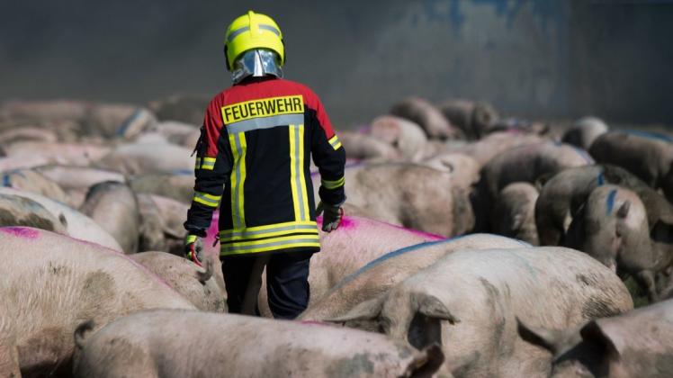 Ein Feuerwehrmann steht vor einem brennenden Schweinezuchtbetrieb inmitten von geretteten Tieren.