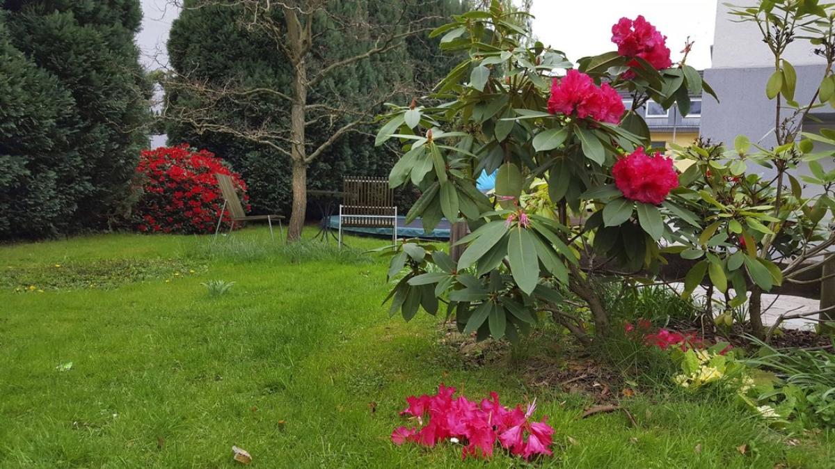 Rhododendron weg: Nabu kritisiert klassischen deutschen Garten