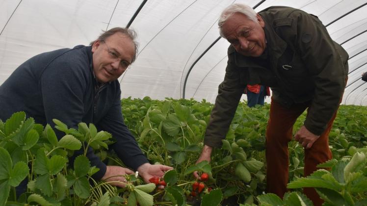 Die ersten Erdbeeren sind schon reif für die Ernte. Das erkennen auch der Betriebsleiter vom Erdbeerhof Glantz, Jan van Leeuwen (l.) sowie Eigentümer Enno Glantz.