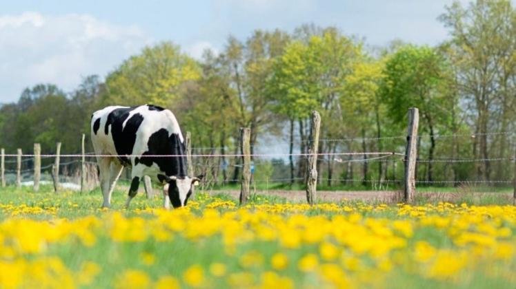 Ein guter Milchpreis ermöglicht mehr Tierwohl für die Kühe.
