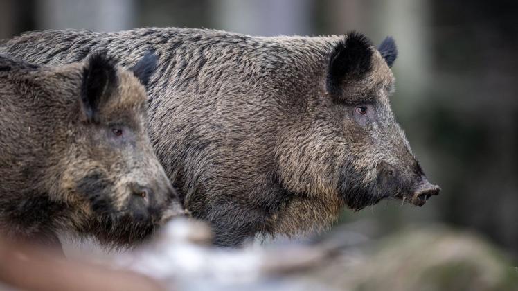 Wildschweine werden von Lebensmittelresten im Kompost angezogen.