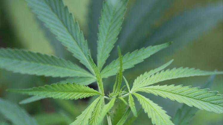 Ein mutmaßlicher Cannabis-Anbauer aus Mecklenburg wurde in Hamburg gefasst.