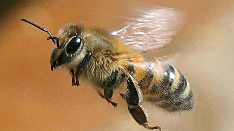 Die Honigbiene fliegt die Nahrung an. Der Standort ihres Volkes bestimmt, ob sie Bionektar findet.