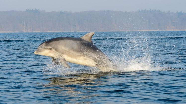 Ein ungewöhnlicher Gast ist derzeit in der Warnow unterwegs: ein Delfin (Symbolfoto). Ein ungewöhnlicher Gast ist derzeit in der Warnow unterwegs: ein Delfin (Symbolfoto).