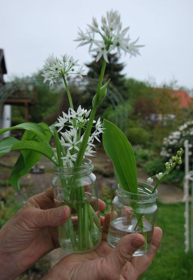 Was Bärlauch und das giftige Maiglöckchen unterscheidet NOZ