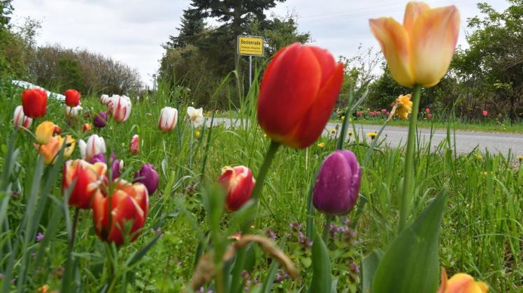 Am Ortseingang von Bestenrade blühen die Tulpen in verschiedenen Farben.