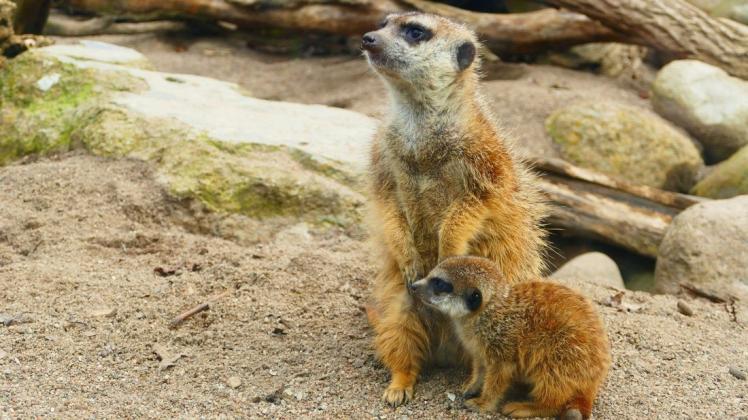 Die Erdmännchen im Schweriner Zoo sehen ihre Besucher jetzt wieder wochentags von 9 bis 18 Uhr, am Wochenende sogar bis 19 Uhr.