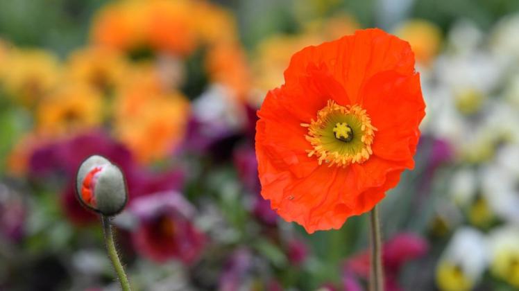 Bewahrheiten sich die Vorwürfe der stadteigenen Rechnungsprüfer, dürfen die Rostocker – wie schon bei der IGA 2003 – auf die Endabrechnung der Blumenschau gespannt sein, meint Redakteur Stefan Menzel. Bewahrheiten sich die Vorwürfe der stadteigenen Rechnungsprüfer, dürfen die Rostocker – wie schon bei der IGA 2003 – auf die Endabrechnung der Blumenschau gespannt sein, meint Redakteur Stefan Menzel.