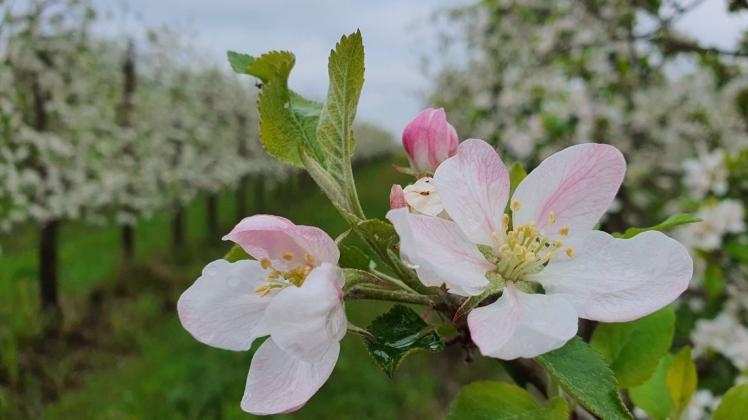 So schön warten die Blüten der Apfelsorte "Topas" derzeit in der Bio-Obst-Büdnerei von Heinz Thümmrich auf ihre Bestäubung.