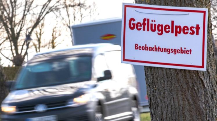 Die Geflügelpest ist im Landkreis Oldenburg so weit überstanden, dass die Stallpflicht aufgehoben wird. (Symbolfoto)