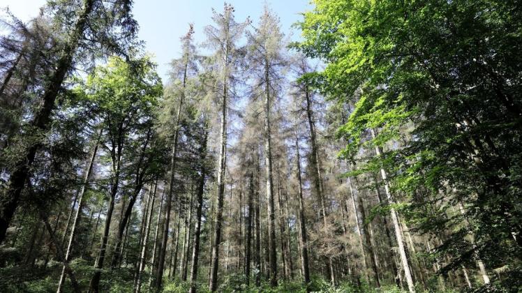 Neben neuen Wäldern treibt das Land angesichts der Klimaschäden den Waldumbau voran