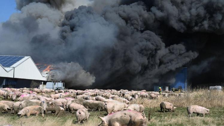 In einem großen Schweinezuchtbetrieb in Alt Tellin (Vorpommern-Greifswald) ist ein Feuer ausgebrochen. Nach bisherigen Erkenntnissen sollen vier Ställe mit etwa 5000 Tieren betroffen sein. +++ dpa-Bildfunk +++