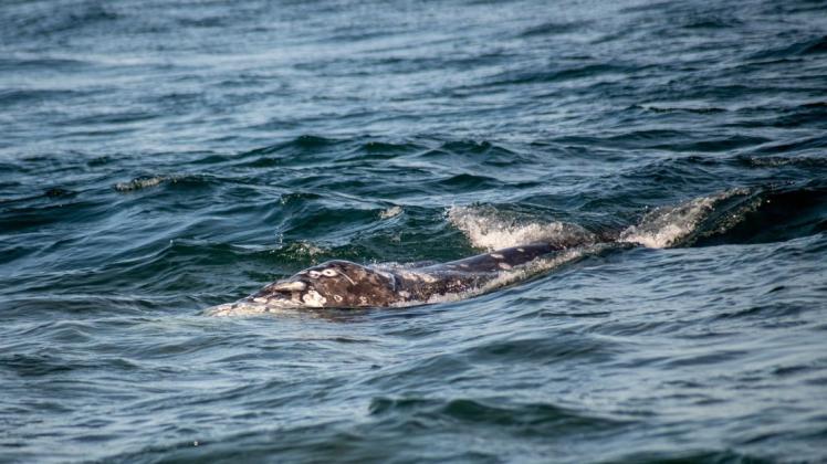 Seit im Monaten im Mittelmeer unterwegs, jetzt ist der Grauwal an der Küste Mallorcas gesehen worden.