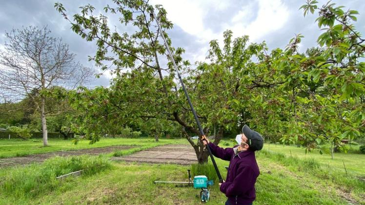 Gerald Hoffmann-Mittermaier, Einreicher des Projektvorschlages zum Projekt „Gemeinschaftsgarten“, demonstriert den neuen Hochentaster. Mit dem soll der Beschnitt von den etlichen Obstbäumen künftig erleichtert werden.