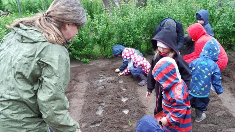Vorsichtig setzen die Mädchen und Jungen die zarten Pflänzchen in den Boden. Auf dem Gelände ihrer Kita in Brenz ist jetzt ein Gemüsegarten entstanden.