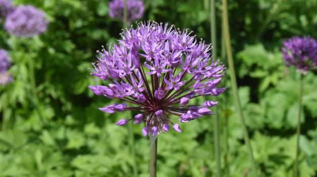 Stadtgärtnerei Eckernförde bepflanzt den Kurpark mit Sommerblumen