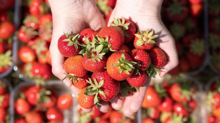 Rotes Früchtchen: Erdbeeren kosten derzeit so viel wie lange nicht mehr.