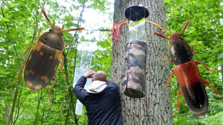 Hat die Insektenfallen im Güstrower Forst überwacht: Enrico Drewitz. Die Forscher entdeckten verschollen geglaubte Urwaldreliktarten wie den Alt- und Totholzkäfer Corticeus fasciatus (rechts) und den Mycetophagus decempunctatus.