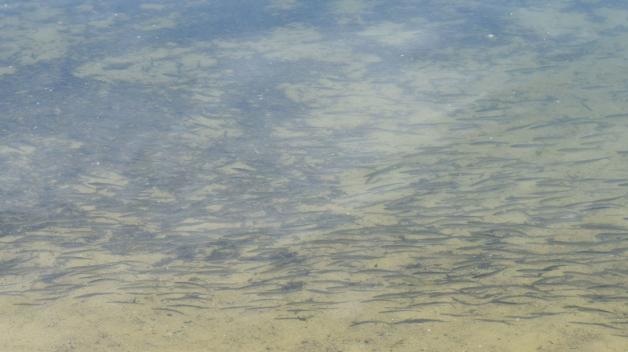Ein Schwarm kleiner Fische zieht im Flachwasser der Woseriner Badestelle seine Bahn