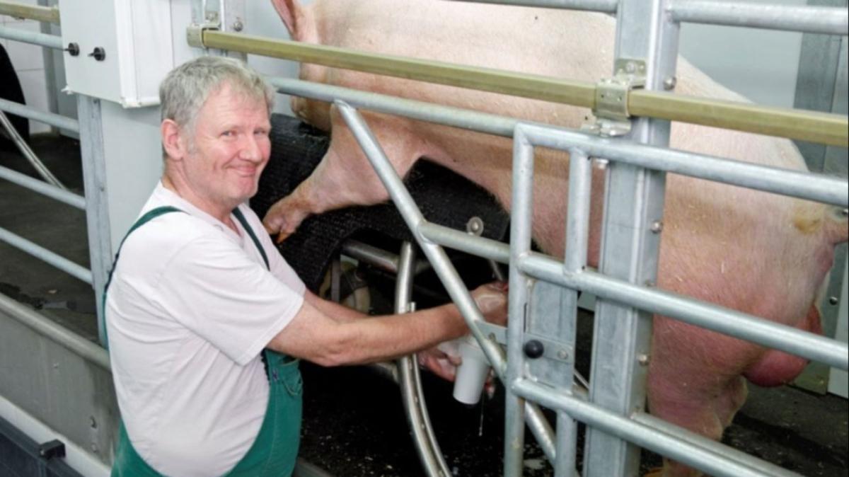 In Schnbek wird Schweinesperma fr die Zucht hergestellt