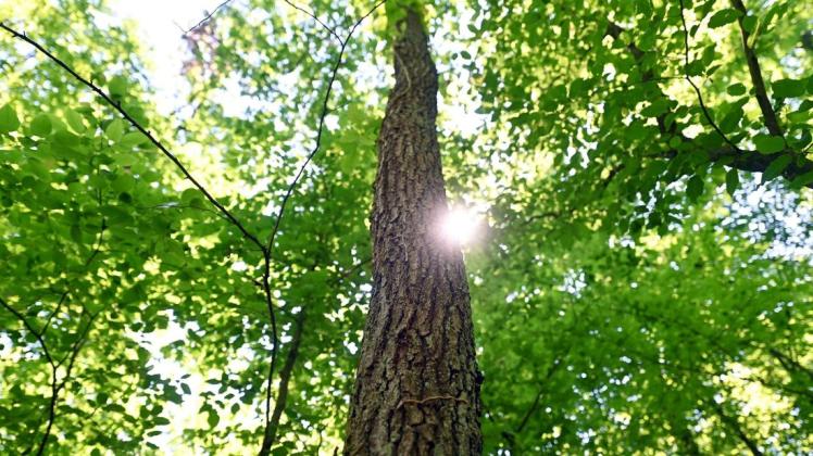 Investitionen in Wälder werfen eine Rendite von 1,5 Prozent ab.