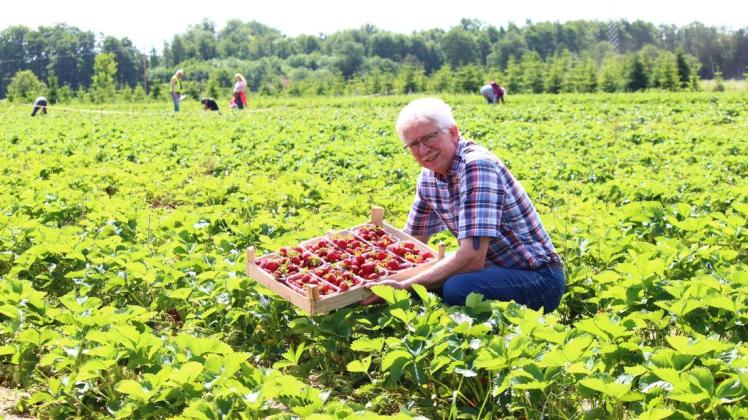 Erdbeeren zum Selbstpflücken wachsen auf dem Hof von Gerd Pleus in Stickgras auf 1,5 Hektar. Die Saison ist gerade gestartet.
