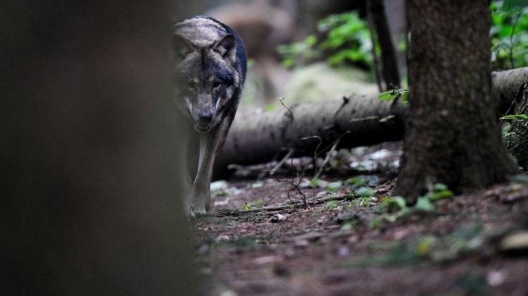 Das Glück, einen Wolf in freier Wildbahn zu fotografieren, haben nur wenige. Dieser hier stammt aus dem Wildpark Güstrow.