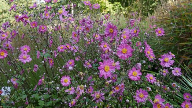 Herbstanemonen blühen reich. Es gibt sie in verschiedenen Blütenfarben. Wenn sie sich im Garten wohlfühlen, vermehren sie sich dort auch. Herbstanemonen blühen reich. Es gibt sie in verschiedenen Blütenfarben. Wenn sie sich im Garten wohlfühlen, vermehren sie sich dort auch.