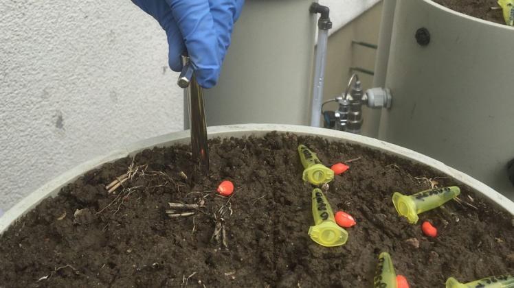 Mais und Phosphat werden als Kontaktdünger in einem Gefäßversuch an der Agrar- und Umweltwissenschaftlichen Fakultät der Universität Rostock eingesät.