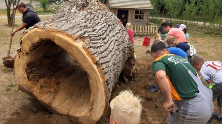 Diese mächtige Pappel können die Kinder in der Kita „Die kleinen Sandhasen“ jetzt als Kriechtunnel nutzen.