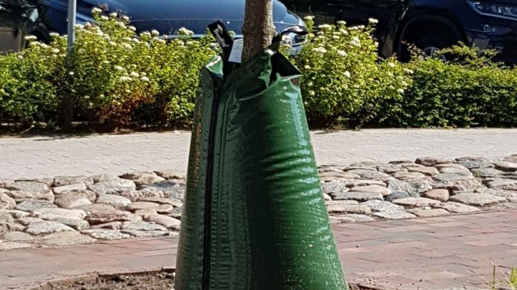 Ein Wassersack ziert den Baum auf dem Betriebshof des Entsorgungs- und Verkehrsbetriebes der Hansestadt Wismar.