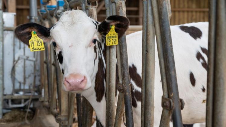 Mehr Platz, mehr Komfort, mehr Milch, mehr Tierwohl: Das können die Tiere bei der Landwirtschaftskammer testen.