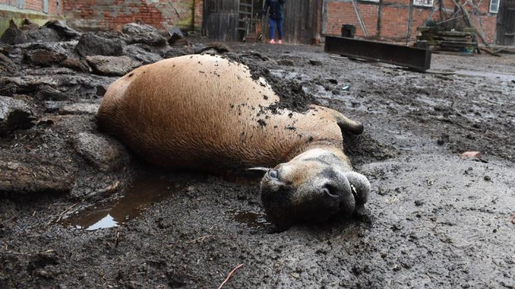Für dieses Tier gab es keine Rettung mehr. Es wurde auf einem Hof in Herrenhof am Donnerstagmorgen tot von seinem Besitzer gefunden.