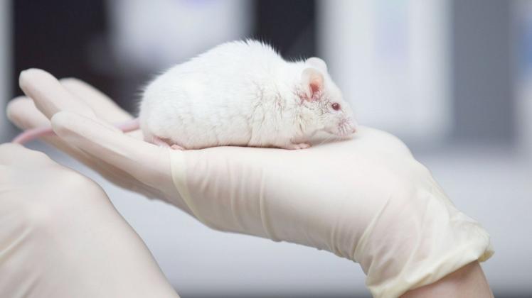 Tierversuche sind in der biomedizinischen Forschung essenziell, heißt es vonseiten der Initiative Transparente Tierversuche.