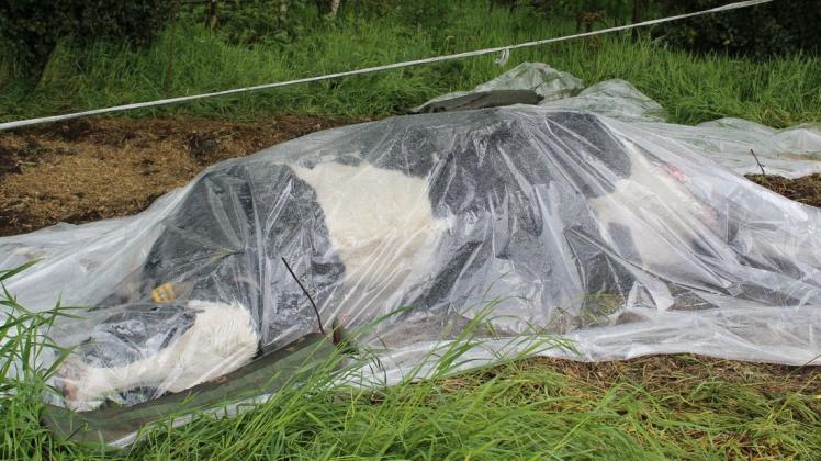 Mit schweren Verletzungen wurde Ende Mai diese Kuh auf einer Weide in Wippingen tot aufgefunden.