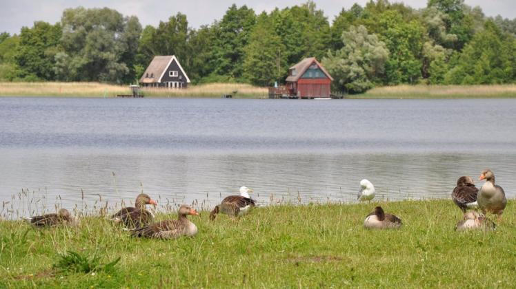 Wildgänse koexistieren hier friedlich mit den Badegästen. Doch ihr Kot birgt Risiken. Wildgänse koexistieren hier friedlich mit den Badegästen. Doch ihr Kot birgt Risiken.