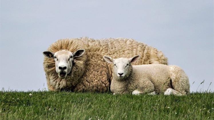 Unbekannte haben in Westoverledingen zwei Schafe getötet und anschließend abtransportiert.