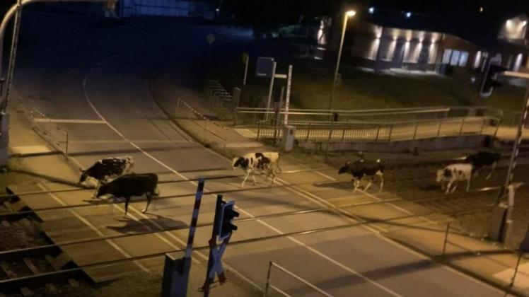 Die Kühe wandern über den Bahnübergang in Ventschow und die Strecke entlang Richtung Bibow
