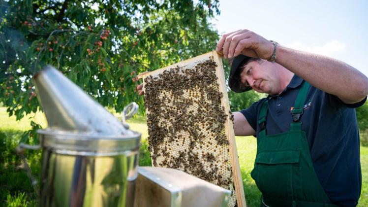 Imker Mirko Luna aus Ahrensboek nahe Schwerin prüft  drei Honigwaben. Er spricht von einer durchschnittlichen Ernte in Abhängigkeit vom Standort.
