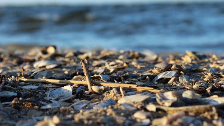 Am Ostseestrand lässt sich zwischen Steinen und Muscheln viel entdecken. Leider zählt auch oft Müll dazu.