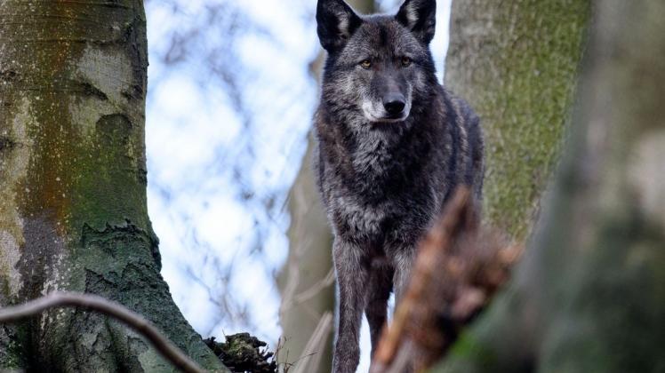 In MV sind derzeit 20 Wolfsvorkommen nachgewiesen.