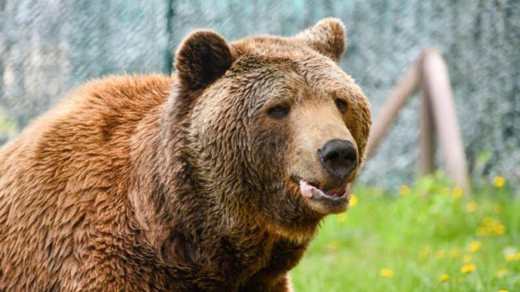 Balou ist der größte Bär im Bärenwald.